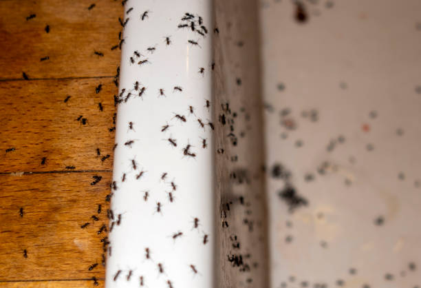 Best Affordable Pest Control Services  in Golden Beach, MD